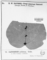 Leptoxyphium axillatum image